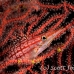 hawkfish_longnose_res_kb_h_0101_png0763.jpg